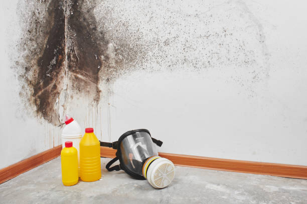 Northwest Harwich, MA Mold Removal Company