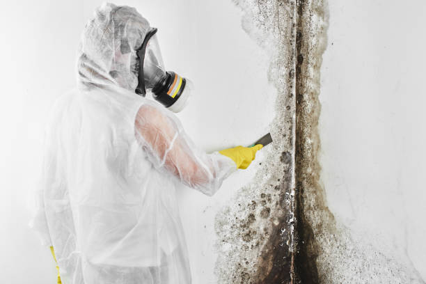 Best Commercial Mold Removal  in Northwest Harwich, MA