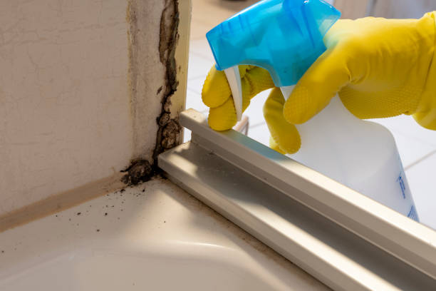 Best Attic Mold Removal  in Northwest Harwich, MA