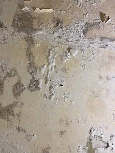Best Mold Testing  in Northwest Harwich, MA