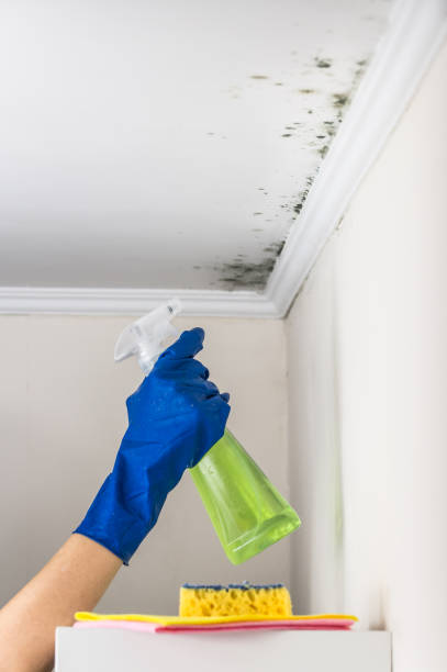 Best Mold Damage Repair  in Northwest Harwich, MA