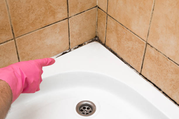 Certified Mold Removal in Northwest Harwich, MA
